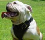 British Bulldog Control Dog Harness - H1
