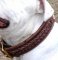 Handcrafted Leather Dog Collar for Australian Bulldog