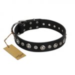 "Genteel Charm" FDT Artisan Black Leather Bulldog Collar with Silver-like Round Conchos