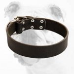 Leather Wide Bulldog Collar for Walking and Training