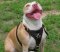 Durable and Fashionable leather dog harness for Bulldogs