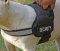Security Bull dog harness forValley Bulldo tracking, patrol work