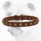 Brilliant Walking Studded Leather Bulldog Collar