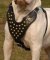 Victorian Bulldog Custom Leather Dog Harness with Studs