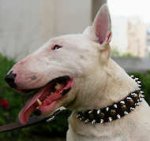 Bull Leather Spiked and Studded Dog Collar-3 Rows
