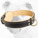 Royal Nappa Padded Hand-Made Leather Bulldog Collar for Walking