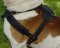 Best Padded Pulling Harness for Australian Bulldog