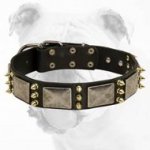 Gorgeous War Leather Bulldog Collar with Massive Plates and Spikes