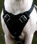Victorian Bulldog Harness for Training and Sport Activity