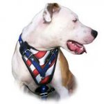 Hand painted "American Pride" Walking Leather Bulldog Harness