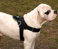 Alapaha Blood Bulldog Nylon-purpose dog harness with handle