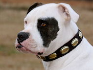 Gorgeous Vintage Brass Dog Leather Collar Alapaha Bulldog- C103