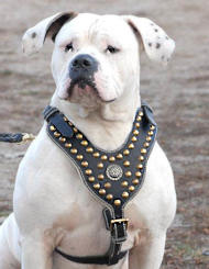 Alapaha Blood Bulldog Harnesses for EveryDay