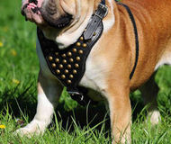 Australian Bulldog Custom Leather Dog Harness with Studs