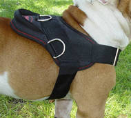 Australian Bulldog Training Dog Harness- Walking Dog Harness
