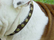 Leather Special Dog Collar With Circles for Australian Bulldog