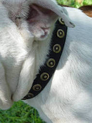 Gorgeous Leather Dog Collar With Doted Circles