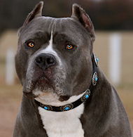 BullyPit Leather Dog Collar & Silver Plated Circles Blue Stones