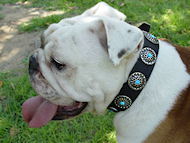 British Bulldog Collar with Silver Plated Circles Blue Stones