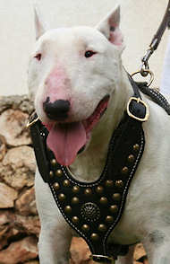 Bull Dog Harness-Exclusive Royal Studded Leather Harness
