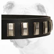 Fabulous Leather Bulldog Collar with Vertical Nickel Plates
