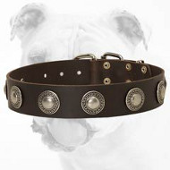 Leather Bulldog Collar with Silver Conchos