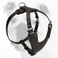 Brilliant Leather Bulldog Harness with a Soft Chest Plate