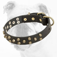 Comfortable Designer Leather Bulldog Collar with Brass Pyramids