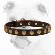 Extraordinary Leather Bulldog Collar With Circles
