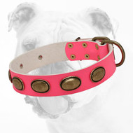Strong Stylish Pink Leather Bulldog Collar with Brass Oval Plates