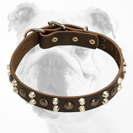 Sophisticated Leather Bulldog Collar with Studs
