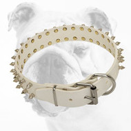 Elegant White Leather Bulldog Collar with 2 Rows of Nickel Spikes