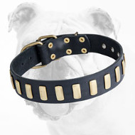 Exclusive Durable Leather Bulldog Collar with Brass Vertical Plates