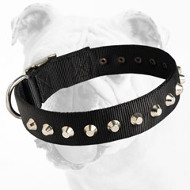 Training Nylon Bulldog Collar with 1 Row of Studs
