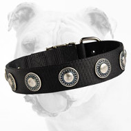 Fashionable Wide Nylon Bulldog Collar with Conchos