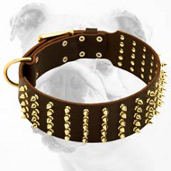 Fabulous Wide Leather Bulldog Collar with Brass Spikes