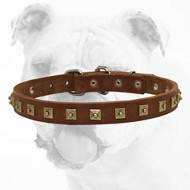 Brilliant Walking Studded Leather Bulldog Collar