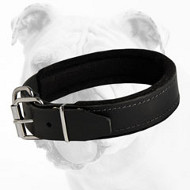 Luxury Leather Bulldog Collar with Soft Padding