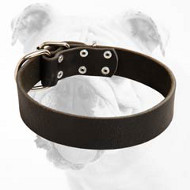 Leather Wide Bulldog Collar for Walking and Training
