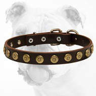 Gorgeous Wide Leather Bulldog Collar With Dotted Circles