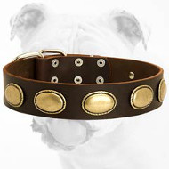 Exclusive Leather Bulldog Collar with Vintage Brass Oval Plates