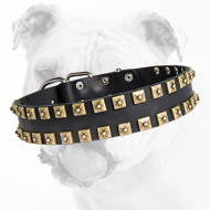Leather Bulldog Collar with Brass Studs for Training Sessions