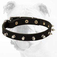 Elegant Leather Bulldog Collar with Hand Set Nickel Shiny Spikes