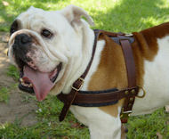 Tracking / Pulling / Agitation Leather Dog Harness For Bulldog