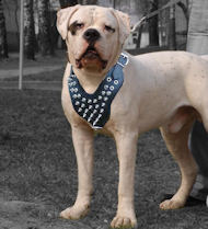 Spiked Leather Dog Harness for Bulldog