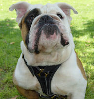 Leather Tracking/Walking Dog Harness for Bulldogs