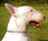 Bull Chain Choke dog collar for English Bull Terrier