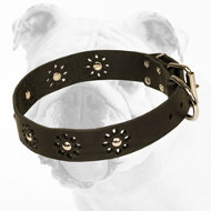 Superior Designed Leather Bulldog Collar with Trendy Decorations