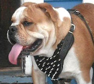 English Bulldog Leather Spiked Dog Harness-Custom Dog Harness