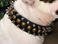 Bulldog Collar-3 Rows Leather Spiked and Studded Dog Collar S55